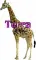 terra giraffe