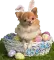 cute easter dog bunny Belle
