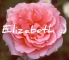 Pink Rose