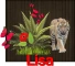 Pretty Tiger- Lisa