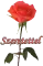 red rosa
