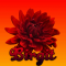 Birgit