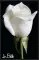 White Rose for Jo-Beth