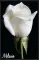 White Sparkly Rose for Melanie