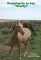 horse in the field