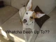 Cute Dog