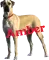 Amber - Great Dane