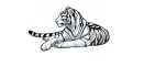Tammy white tiger