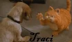 Traci