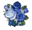 Robin Rose
