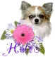 Hello
