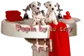 dogs in sink