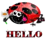 Hello Lady Bug
