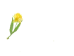 Daffodil Pen Yellow - Hello