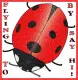 Flying By To Say Hi Ladybug
