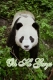 panda - hi guys