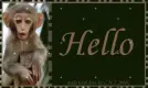 Hello