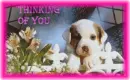 Thinking of you-puppy with flowers
