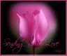 pink flowers