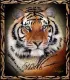 tiger with hello