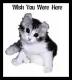 KITTEN