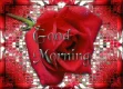 Good Morning Rose