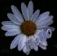 Daisy Hello