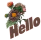 Hello