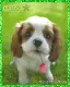 17. PUPPY SAYS HELLO