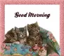 Good Morning