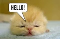 hello
