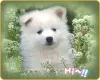 cute puppy