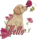 hello