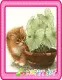 lovely kitty