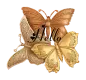 hello butterfly