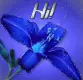 hi blue flower