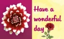 Flower-Have a wonderful day