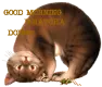 CAT LOOKING AT GRASSHOPPER