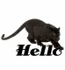 Hello