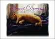 Cat sleeping