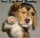 Puppy  good day good morning