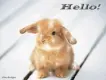 Hello