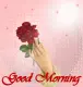 morning glory