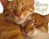Warm kitty hugs