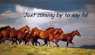 Running Horses