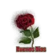 rosa de buenos dias
