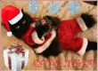 Goodnight Santa Cat