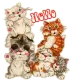 Hello~Kittens