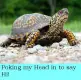 Turtle poking head in to say hi
