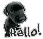 puppy hello